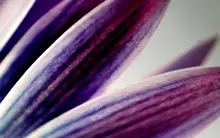 Petal