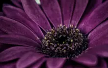 Lidl Flower