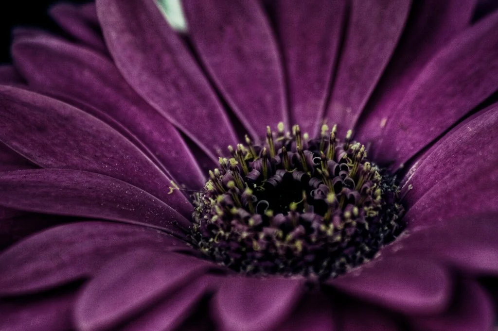 Lidl Flower
