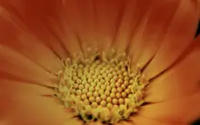 Acid flower