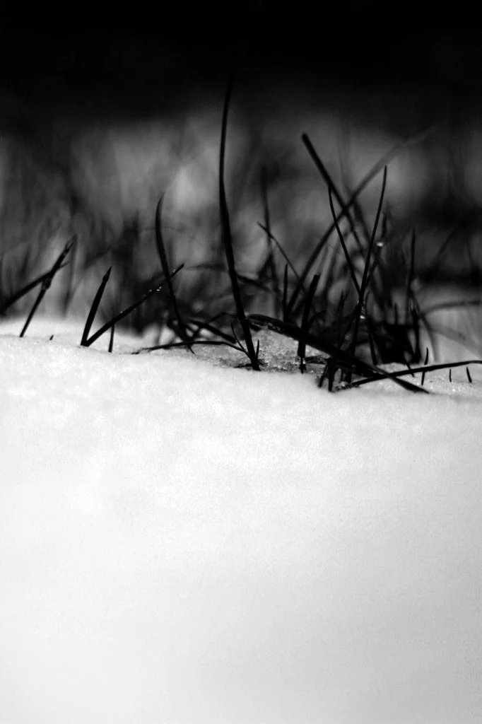 Black grass