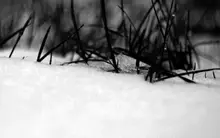 Black grass