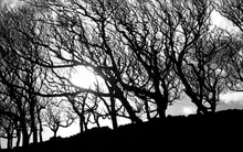 Creepy trees