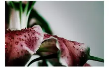 More lilies