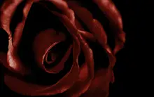 Acid Rose
