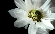 Hello Daisy
